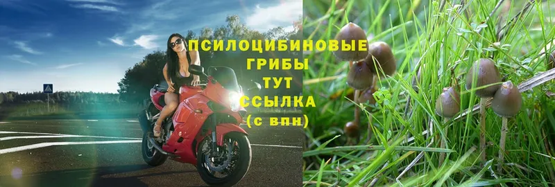 наркота  Вельск  Псилоцибиновые грибы Psilocybe 